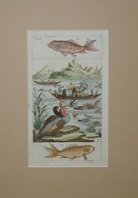 Angler, fisher, fishing. Horgász, halász, halászat