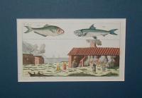 Angler, fisher, fishing. Horgász, halász, halászat