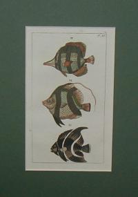 Fish. Hal