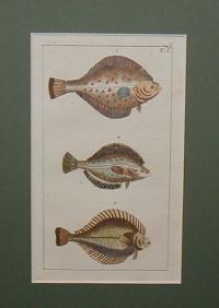 Fish. Hal