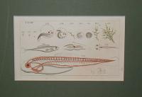Fish. Hal