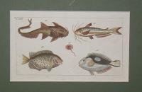 Fish. Hal