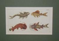 Fish. Hal
