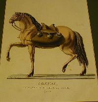 Bar, Jacques, Charles: Cheval de Sakaz Religieux ou civil