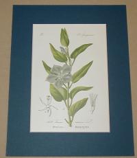 Vinca maior
