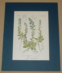 Polygala amara L. (Keserű pacsirtafű)