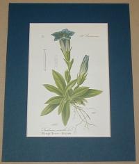 Gentiana acaulis (széleslevelű tárnics)