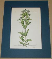 Gentiana campestris . (mezei tárnics)