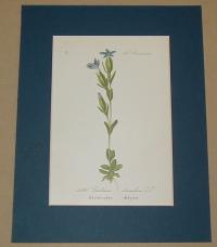 Gentiana utriculosa. (Hólyagos tárnics )