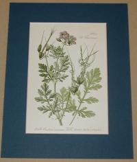 Erodium ciconium (Gólyaorr)