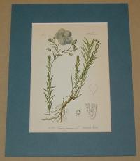 Linum perenne. (Évelő len)