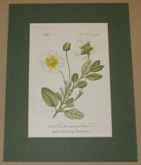 Cistus salvifolius. (Zsályalevelű szuhar)