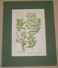 Hypericum elegans Steph. (Karcsú orbáncfű)