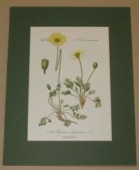 Papaver alpinum. (Kerner-mák )