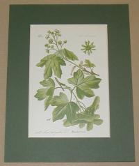 Acer campestre. (Mezei juhar)