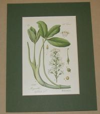 Menyanthes trifoliata.  (Keserű vidrafű)