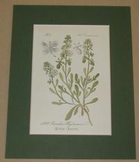Reseda Phyteuma. (Rezeda)