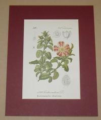 Cistus creticus. (Szuhar)