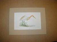 Buff-Backed Heron (Bubulcus Russatus)