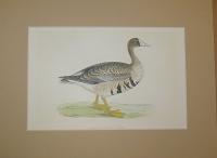 White-fronted Goose (Anser albifrons)