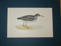 Purple Sandpiper, (Calidris  Arquatella)