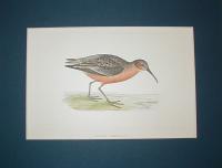 Curlew Sandpiper  (Calidris ferruginea)