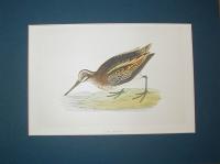 Jack Snipe  (Lymnocryptes minimus)