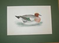 Wigeon