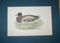 Wild Duck