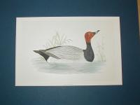 Pochard (Aythya)