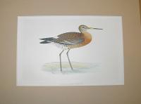 Black-tailed Godwit (Limosa limosa)
