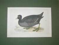 Coot (Disambiguation)