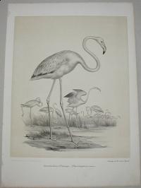 Zimmermann: Rosenfarbener Flamingo. Phoenicopterus roseus