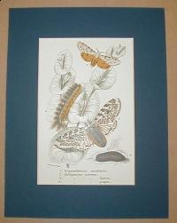 Ecpantheria ocularia