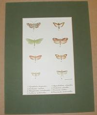 Nymphula stagnata