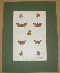 Adopcea thaumas