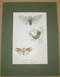 Cerura vinula