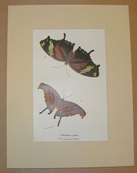 Marpesia peleus