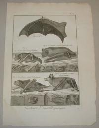Benard: Denevér. (Bat, Chiroptera)