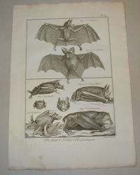 Benard: Denevér. (Bat, Chiroptera)