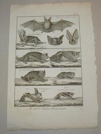 Benard: Denevér. (Bat, Chiroptera)