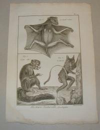 Benard: Denevér. (Bat, Chiroptera)