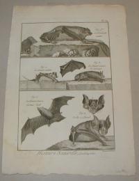Benard: Denevér. (Bat, Chiroptera)