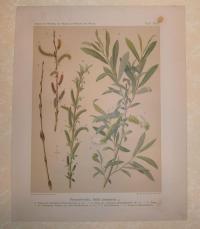 Liepoldt: Purpurweide, Salix purpurea