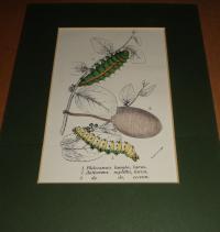 Philosamia lunula, larva
