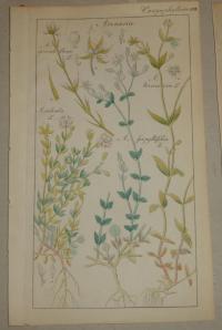 FLOWER, FLEUR, BLUME