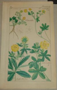 FLOWER, FLEUR, BLUME