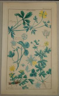 FLOWER, FLEUR, BLUME