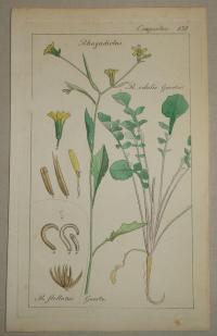 FLOWER, FLEUR, BLUME