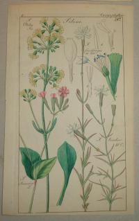 FLOWER, FLEUR, BLUME